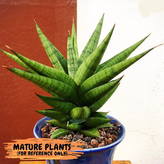 Sansevieria Apollo (#PH15) | Imported Indoor Snake Plant | 2" Planter