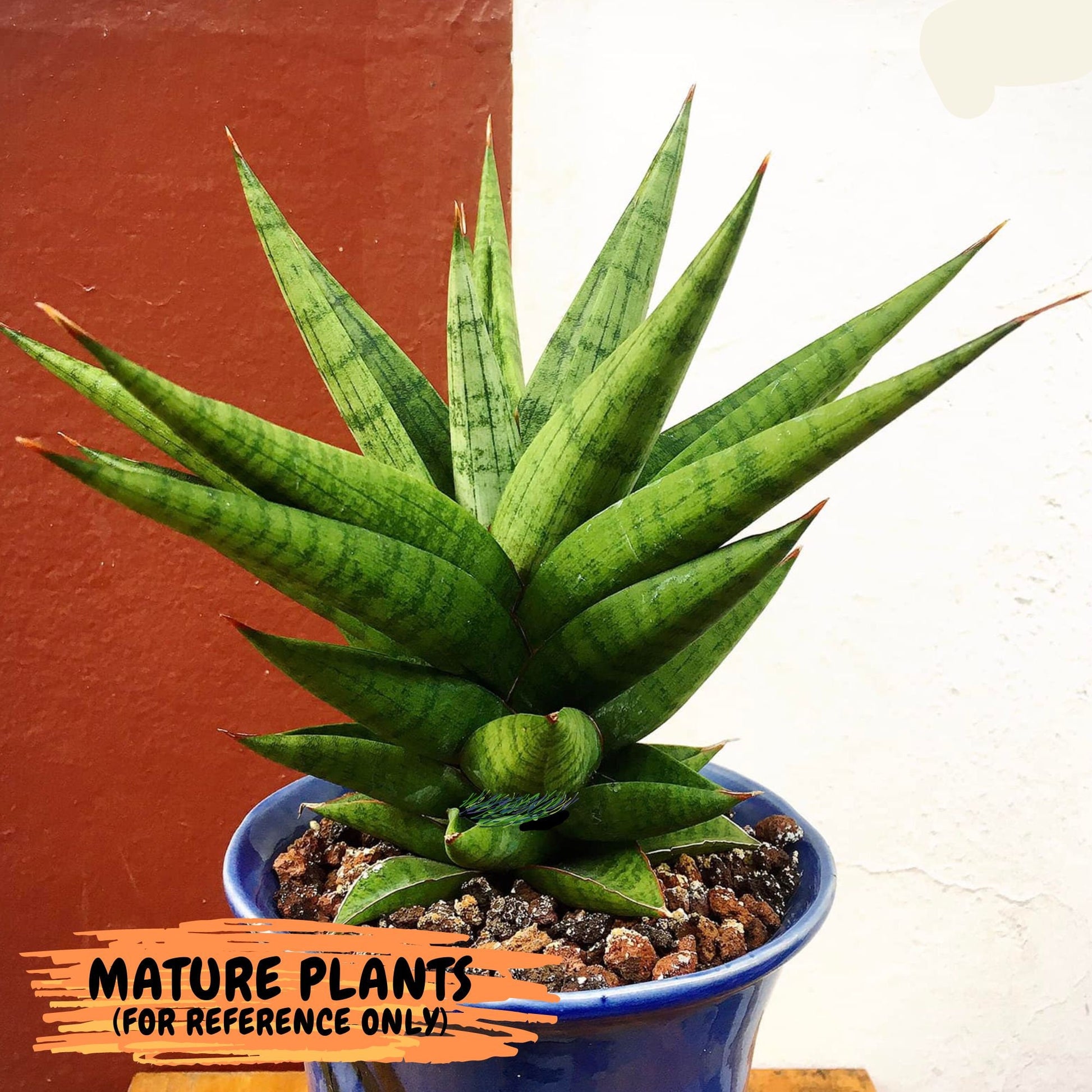 Sansevieria Snow Lotus (ca1) (14) | Rare Snake Plant