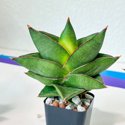 Sansevieria Noah's Ark | Imported Indoor Snake Plant