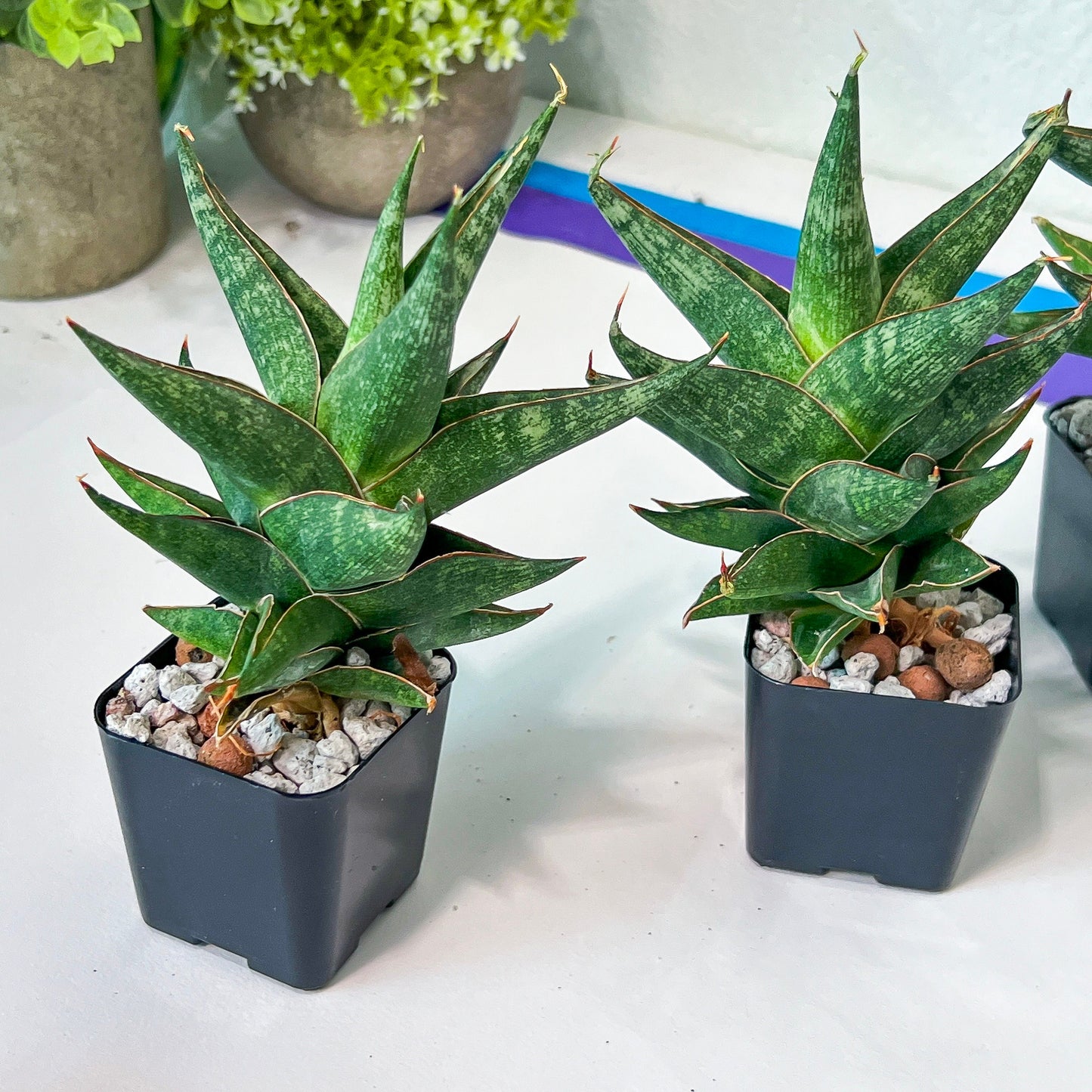 Sansevieria Plabu (#PH22) | Imported Indoor Snake Plant | 2" Planter