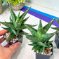 Sansevieria Plabu (#PH22) | Imported Indoor Snake Plant | 2" Planter