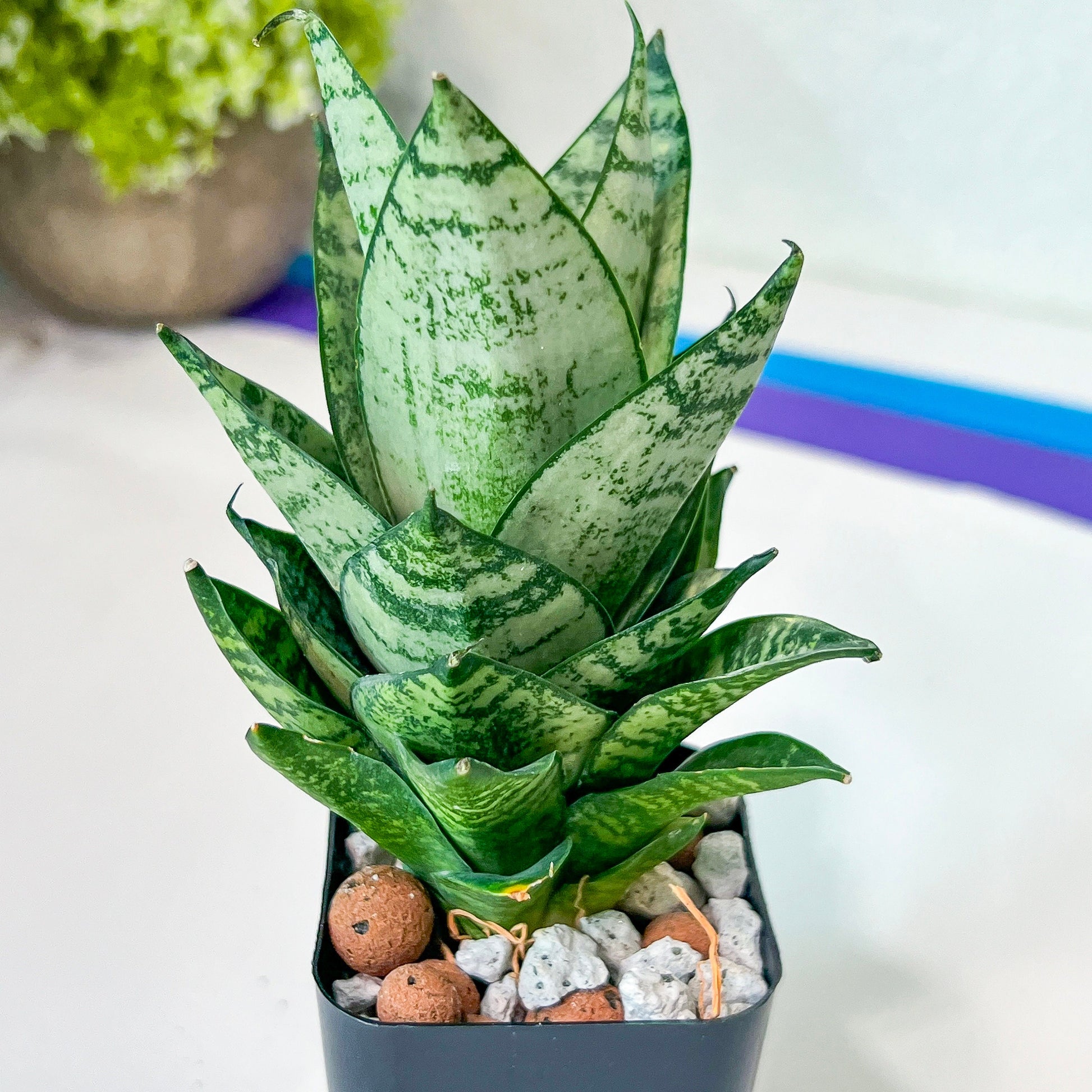 Sansevieria Ehrendel (#PH12) | Rare Hybrids | 2" Pot