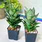 Sansevieria Ehrendel (#PH12) | Rare Hybrids | 2" Pot