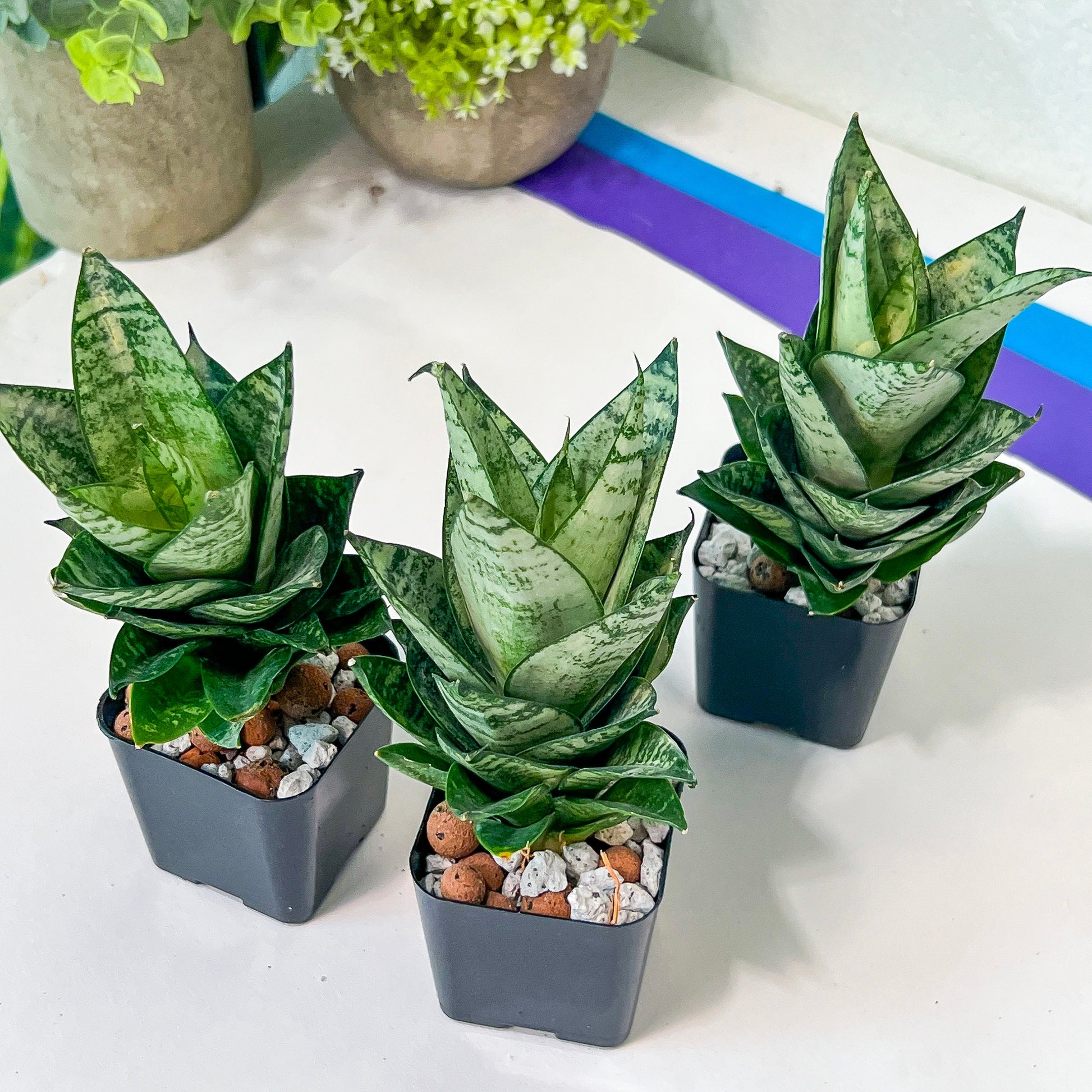 Sansevieria Ehrendel (#PH12) | Rare Hybrids | 2" Pot