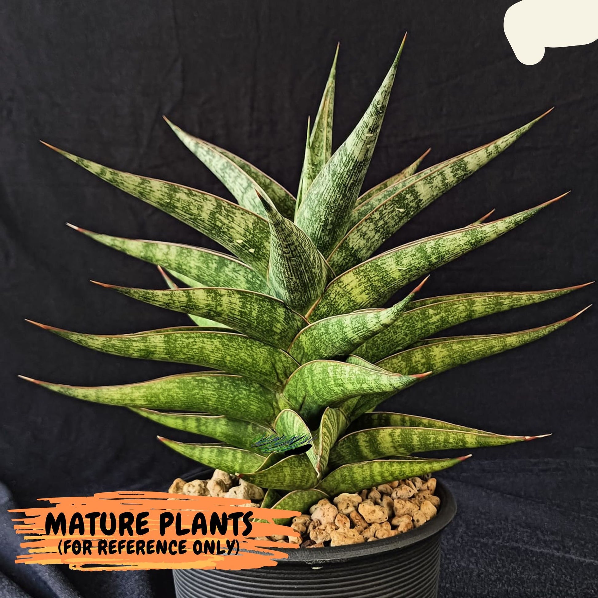 Sansevieria Plabu (#PH22) | Imported Indoor Snake Plant | 2" Planter