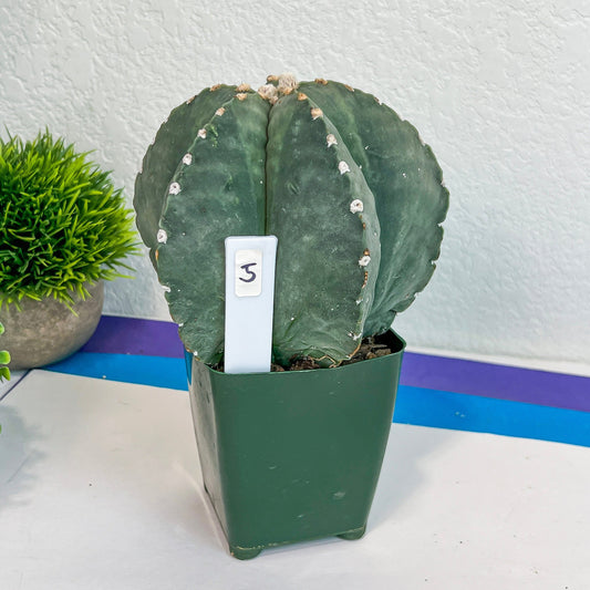 Large Astro Cactus (#XL5) | Very Rare From Japan | Myriostigma Cactus | Echeveria