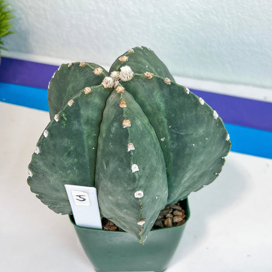Large Astro Cactus (#XL5) | Very Rare From Japan | Myriostigma Cactus | Echeveria