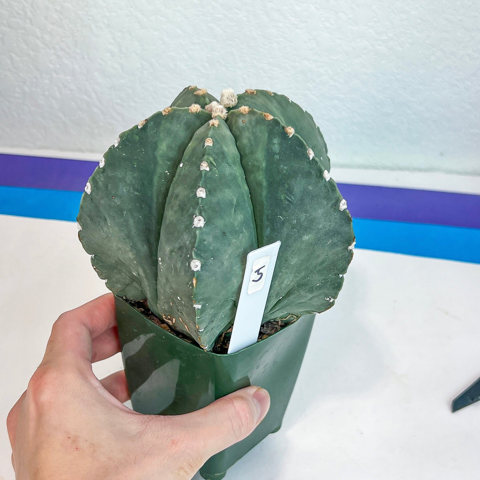 Large Astro Cactus (#XL5) | Very Rare From Japan | Myriostigma Cactus | Echeveria