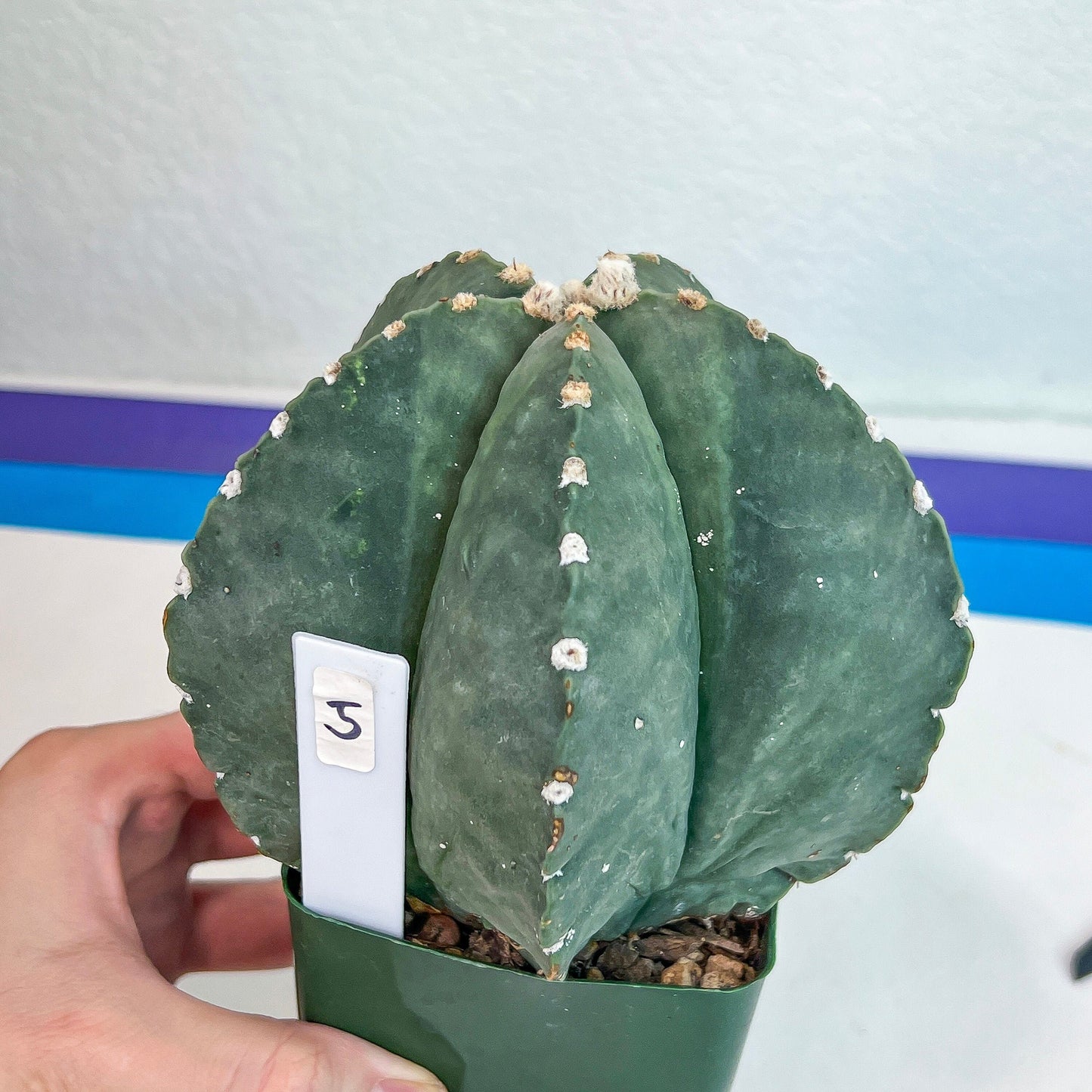 Large Astro Cactus (#XL5) | Very Rare From Japan | Myriostigma Cactus | Echeveria