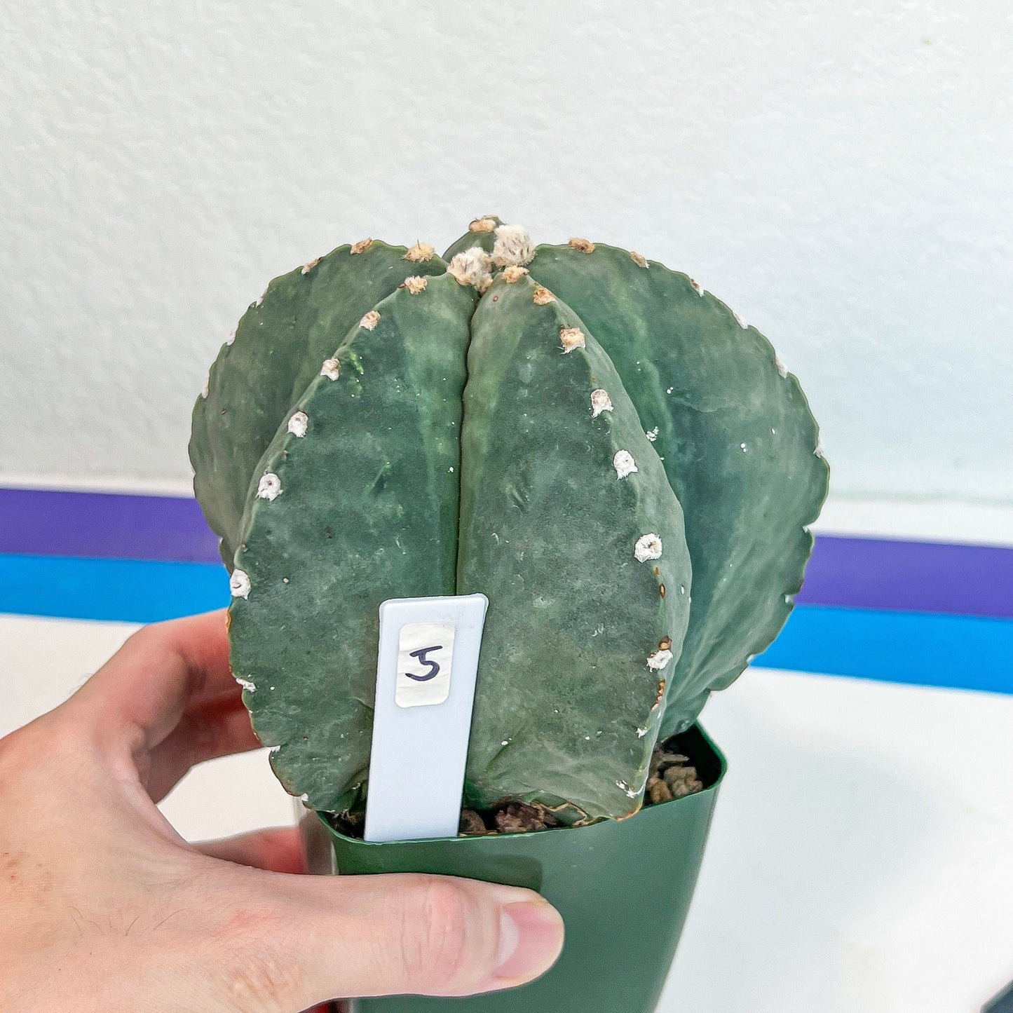 Large Astro Cactus (#XL5) | Very Rare From Japan | Myriostigma Cactus | Echeveria