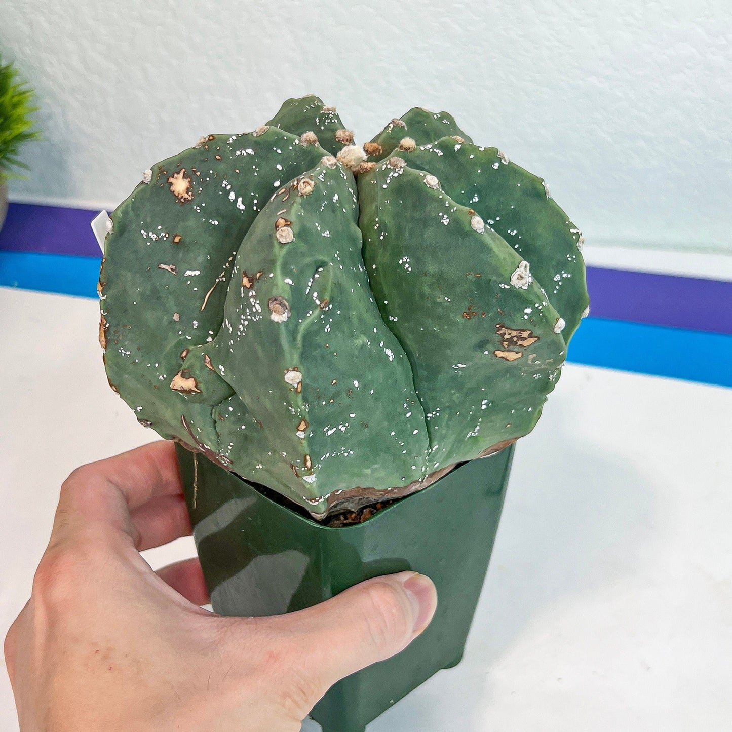 Large Astro Cactus Fukryu Kabuto (#XL30) | Very Rare From Japan | Cactus | Echeveria