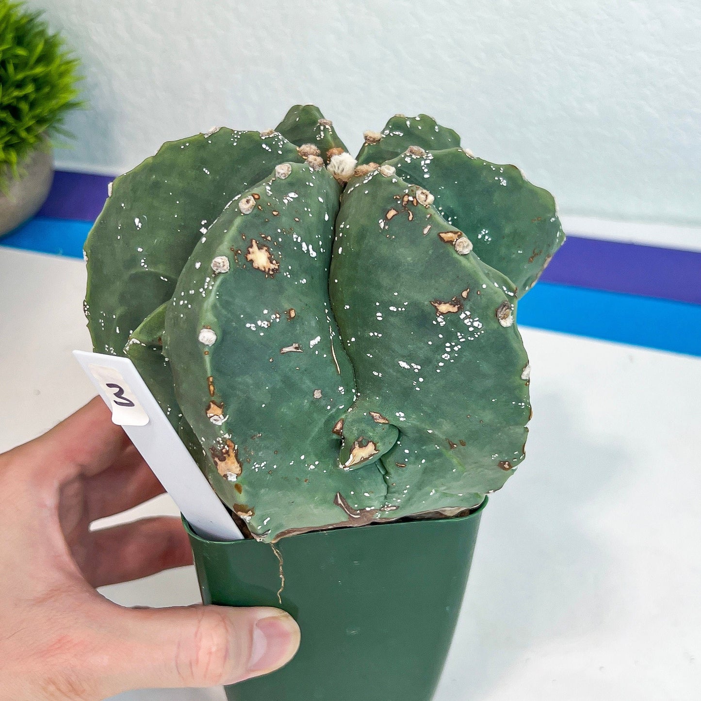 Large Astro Cactus Fukryu Kabuto (#XL30) | Very Rare From Japan | Cactus | Echeveria