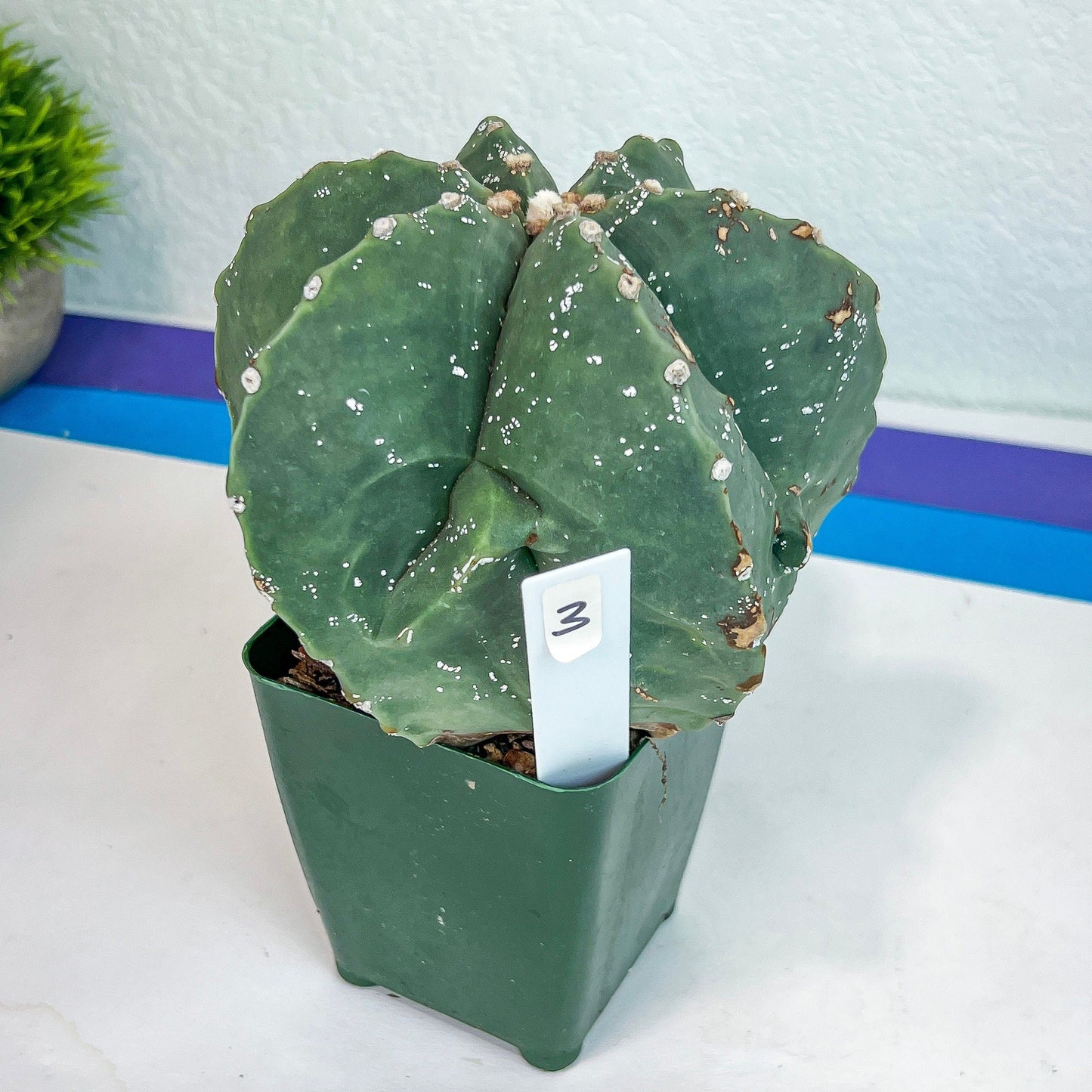 Large Astro Cactus Fukryu Kabuto (#XL30) | Very Rare From Japan | Cactus | Echeveria