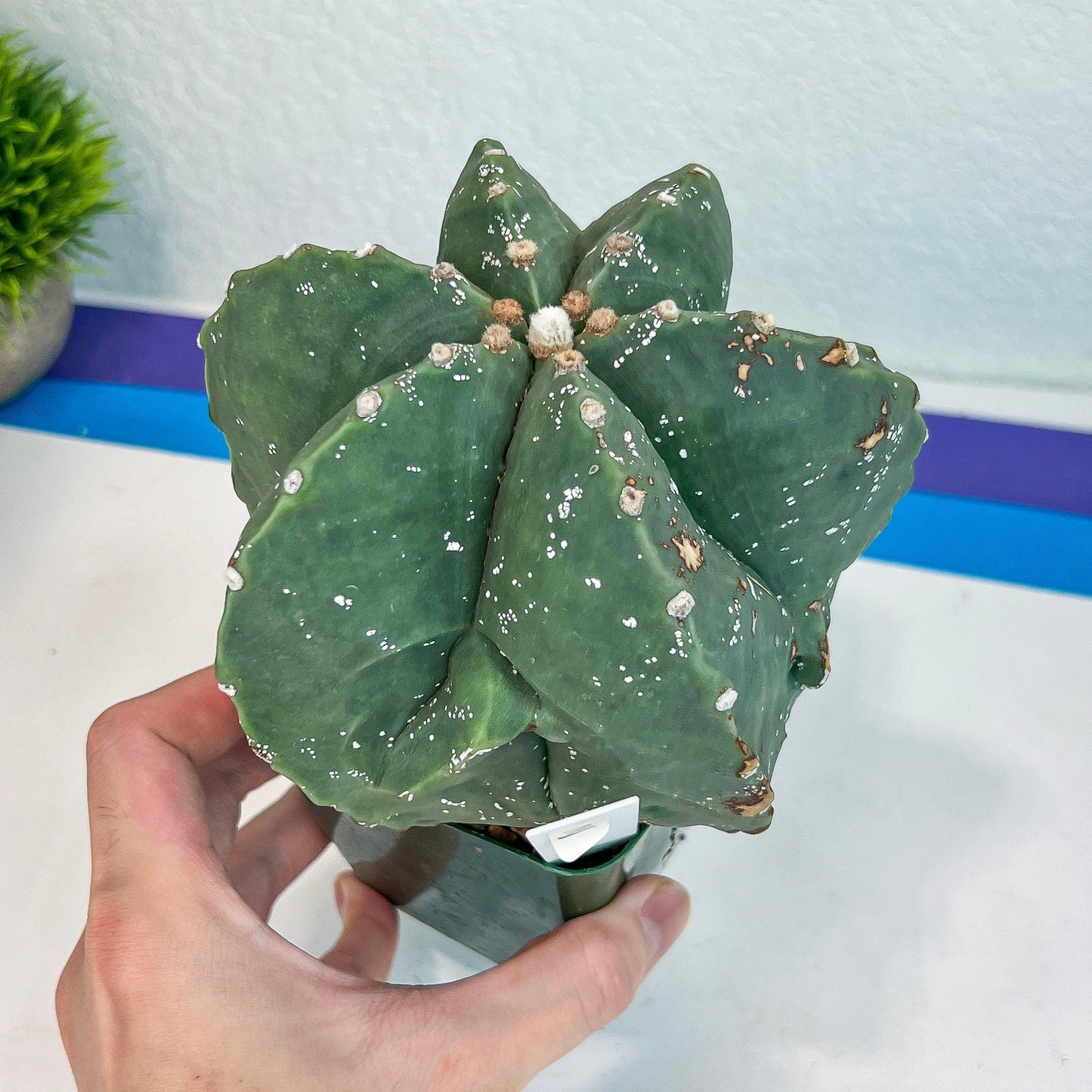 Large Astro Cactus Fukryu Kabuto (#XL30) | Very Rare From Japan | Cactus | Echeveria