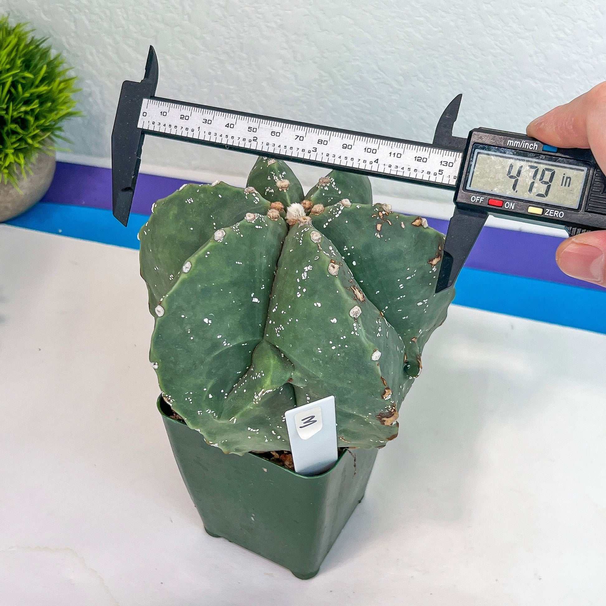 Large Astro Cactus Fukryu Kabuto (#XL30) | Very Rare From Japan | Cactus | Echeveria