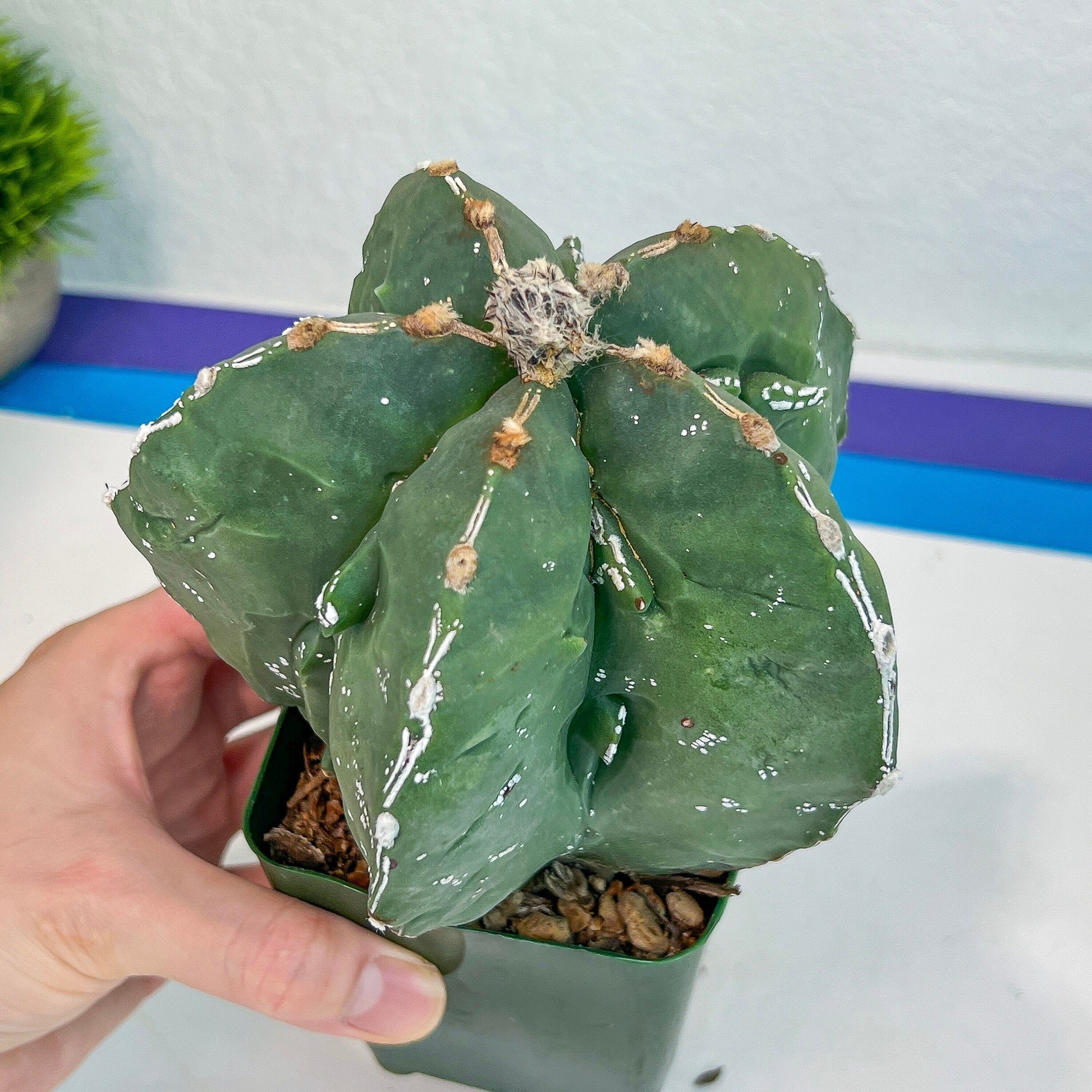 Large Astro Cactus Fukuryu Kabuto (#XL1) | Very Rare From Japan | Myriostigma Cactus | Echeveria