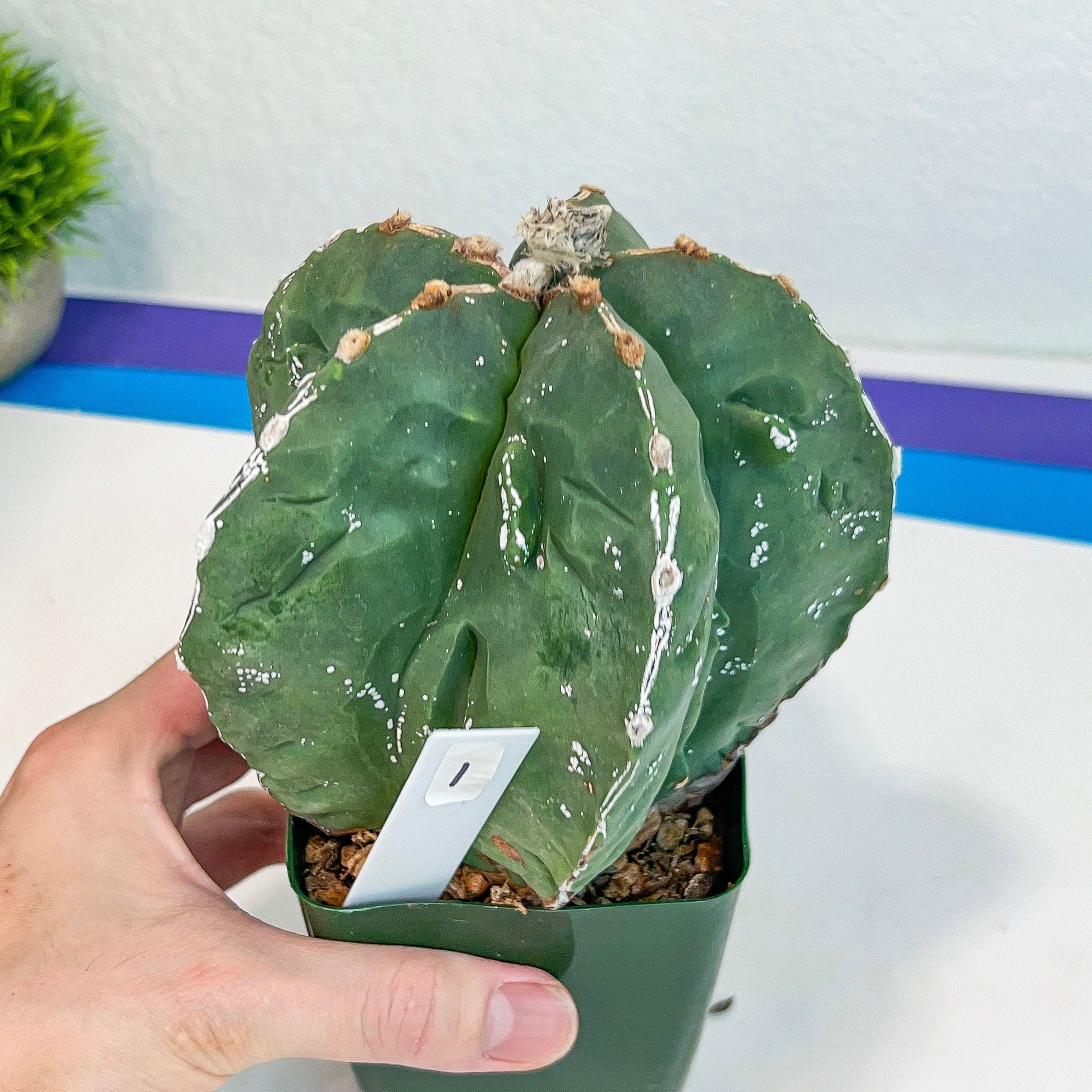 Large Astro Cactus Fukuryu Kabuto (#XL1) | Very Rare From Japan | Myriostigma Cactus | Echeveria