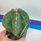 Large Astro Cactus Fukuryu Kabuto (#XL1) | Very Rare From Japan | Myriostigma Cactus | Echeveria