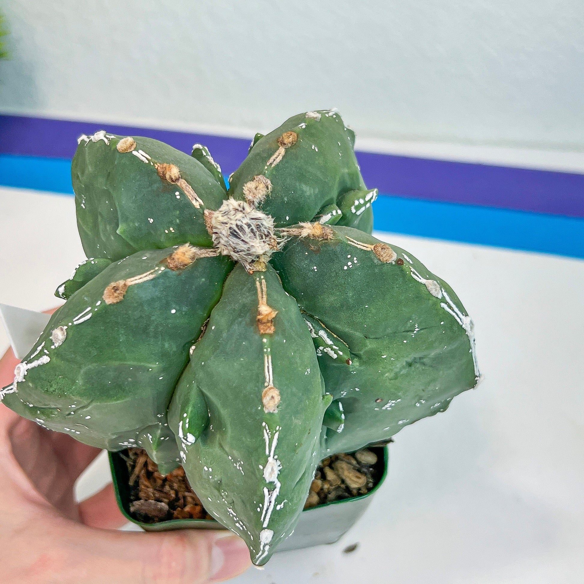 Large Astro Cactus Fukuryu Kabuto (#XL1) | Very Rare From Japan | Myriostigma Cactus | Echeveria