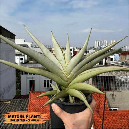 Sansevieria Chao Praya (p) | Rare Snake Plant