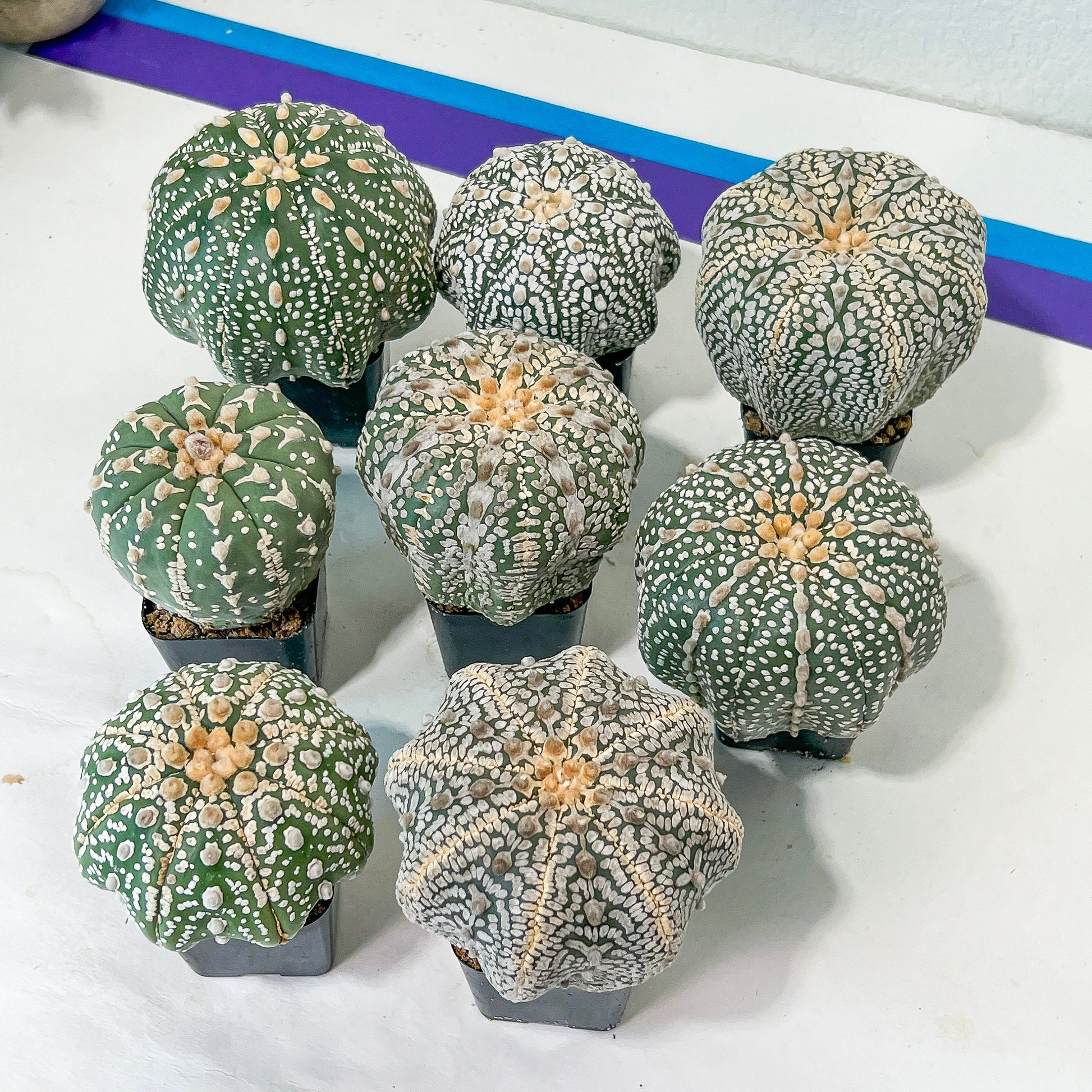 Astrocactus SUPERKABUTO (#TH1~12) | Succulents From Japan | Myriostigma