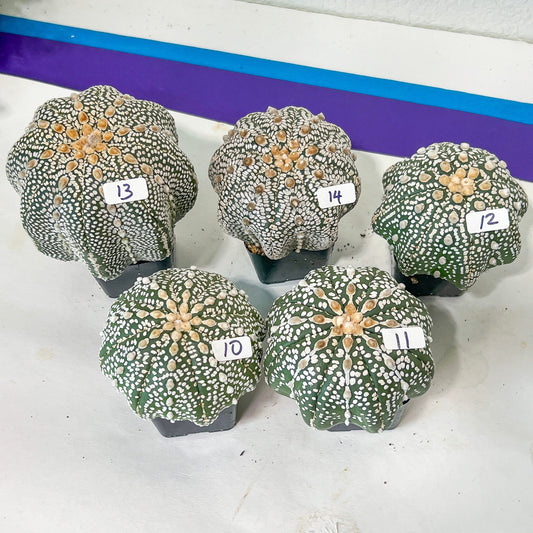 Astrocactus SUPERKABUTO (#TH10~18) | Succulents From Japan | Myriostigma | 2.8~3.6+ Inch