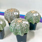Astrocactus SUPERKABUTO (#TH10~18) | Succulents From Japan | Myriostigma | 2.8~3.6+ Inch