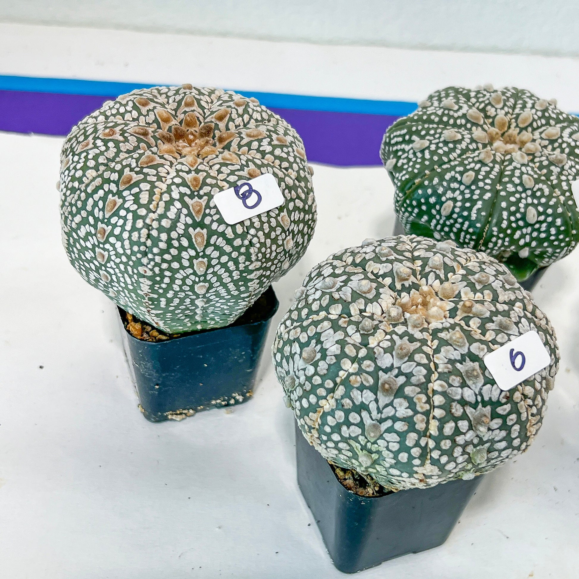 Astrocactus SUPERKABUTO (#TJ1~9) | Succulents From Japan | Myriostigma | 2.5+ Inch