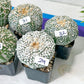 AstroPlant V-type (#To17~32) | Myriostigma From Japan | Succulents | 2" Planter