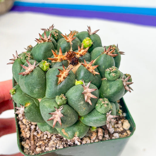 Coryphantha Elephantidens Var. Tanshi (M46) | Rare Cactus | Very Rare Import