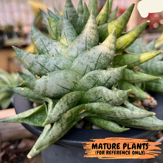 Sansevieria Goku (#AC18) | Rare Imported Snake plant | 2" planter