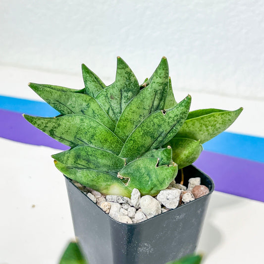 Sansevieria Goku (#AC18) | Rare Imported Snake plant | 2" planter