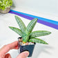 Sansevieria Melon (#AC19) | Rare Imported Snake plant | 2" Planter