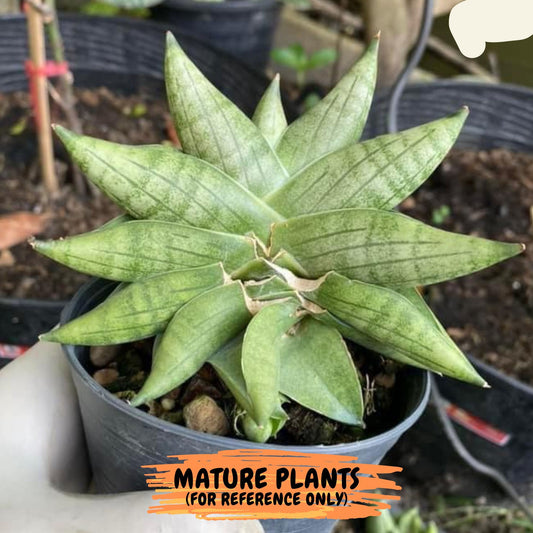 Sansevieria Hyb Mini Boncel Hale (#AC24) | Imported Snake plant | 2" planter