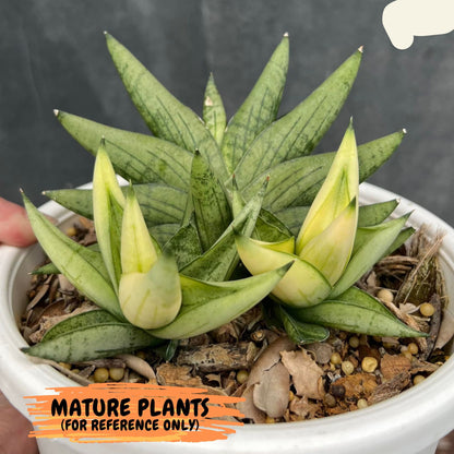 Sansevieria Mini Gold (#AC13) | Imported Snake Plants