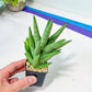 Sansevieria Snow Fountain (#AC3) | Rare Imported House Plants | 2" Planter