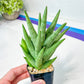 Sansevieria Snow Fountain (#AC3) | Rare Imported House Plants | 2" Planter