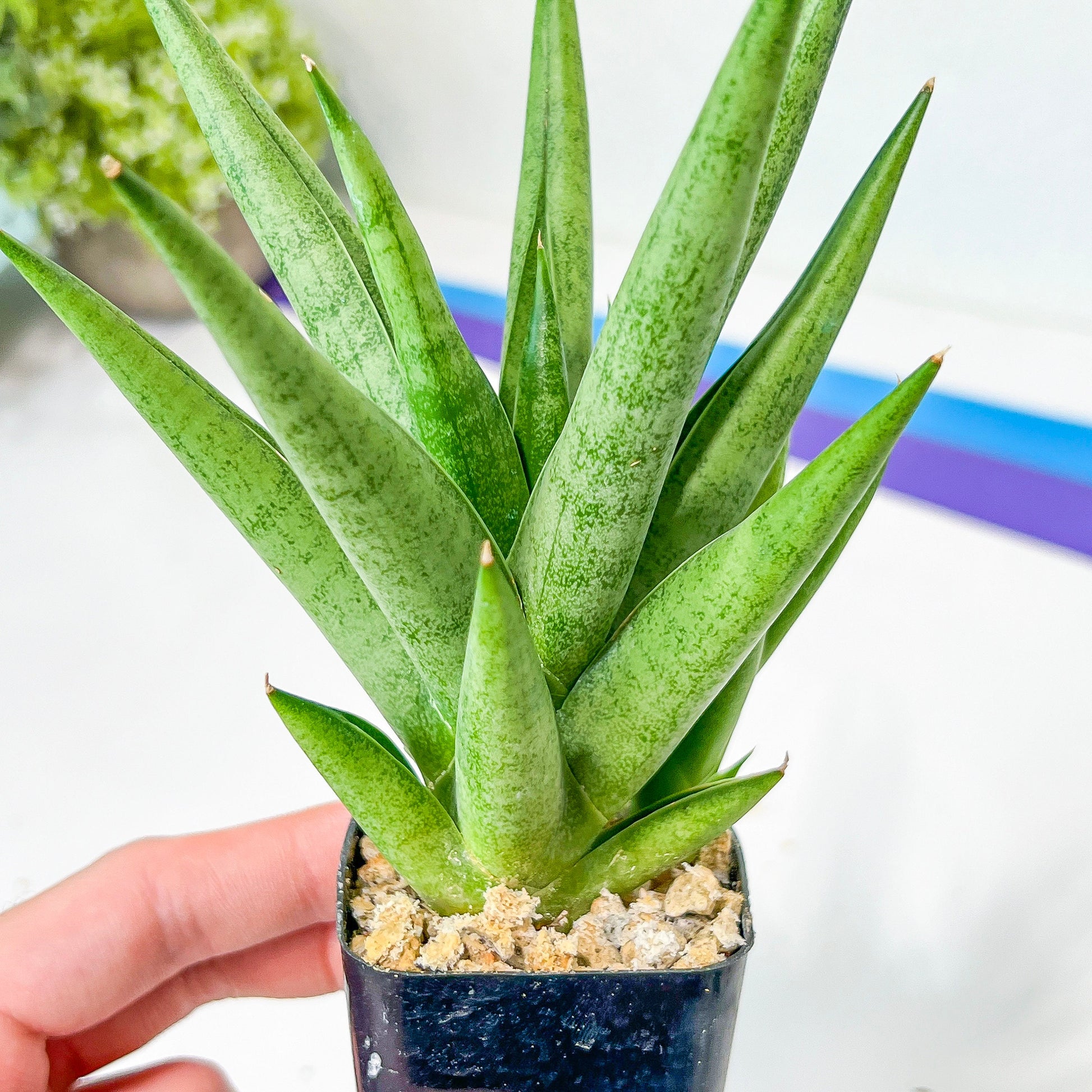 Sansevieria Snow Fountain (#AC3) | Rare Imported House Plants | 2" Planter