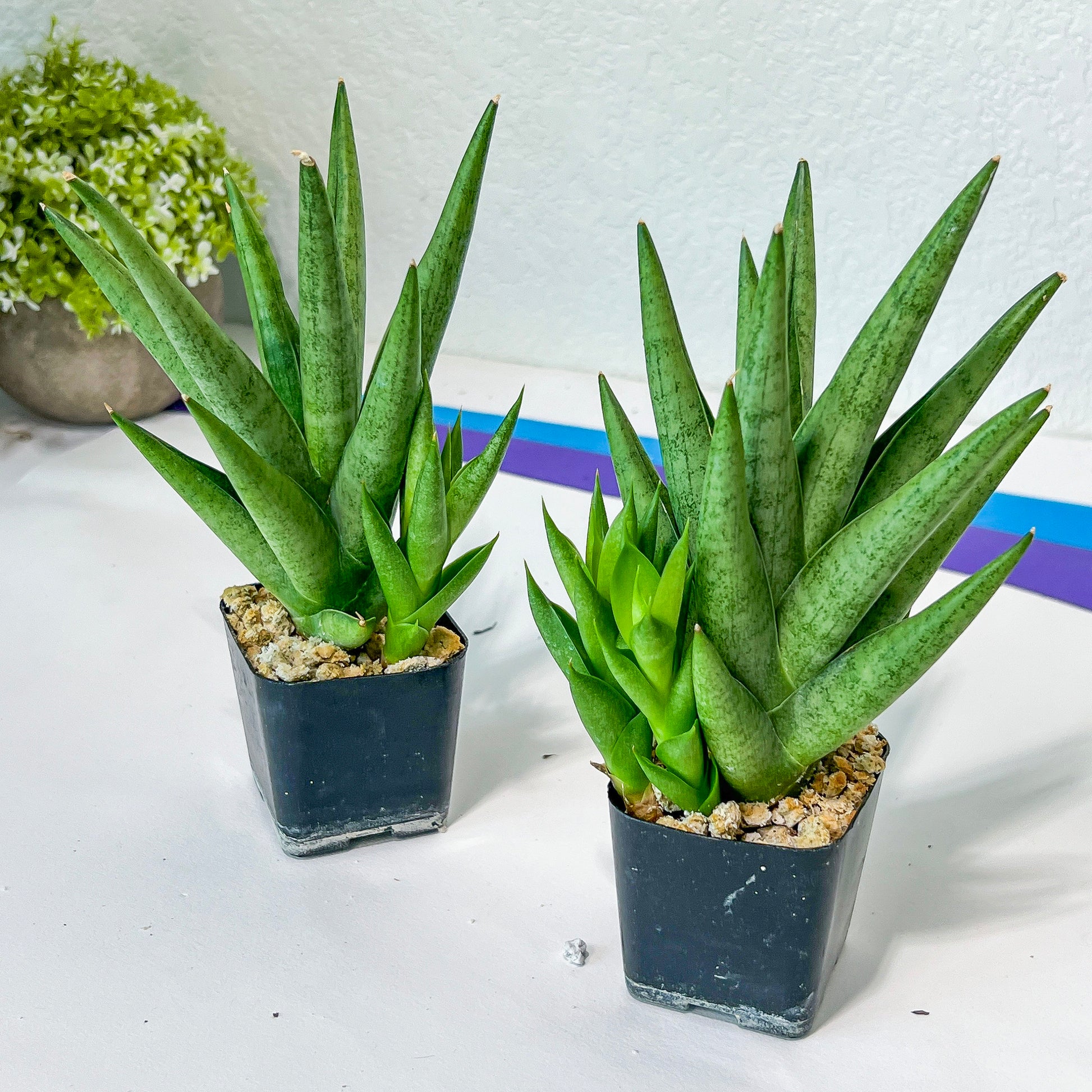 Sansevieria Snow Fountain (#AC3) | Rare Imported House Plants | 2" Planter