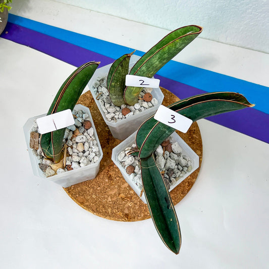 Sansevieria Hallii Baseball Bat (#H22) | Imported | Slow Growing Collector's Plant