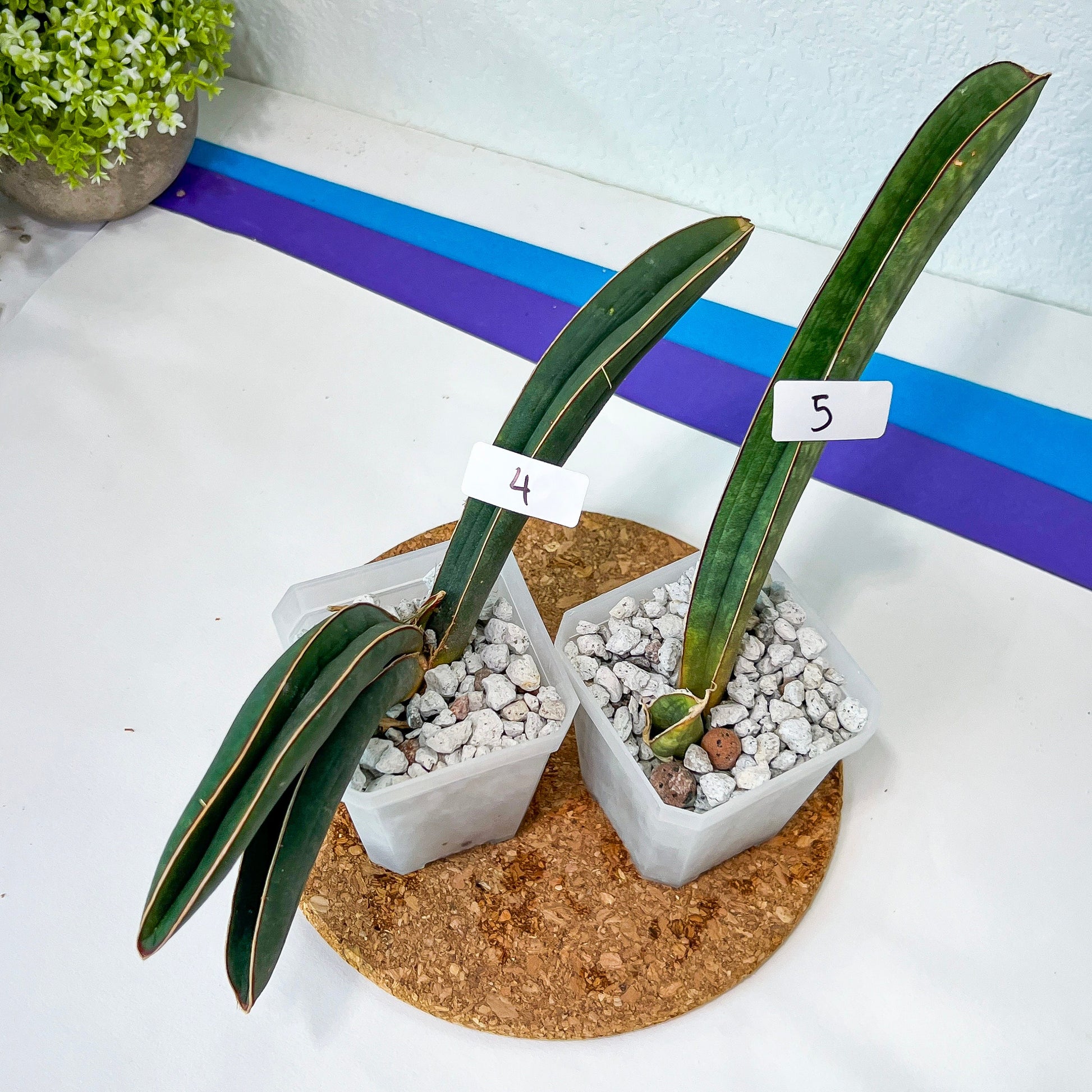 Sansevieria Hallii Baseball Bat (#H1R) | Imported | Slow Growing | 2.5" planter