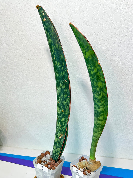 Sansevieria Malawi Midnight | Imported | Slow Growing