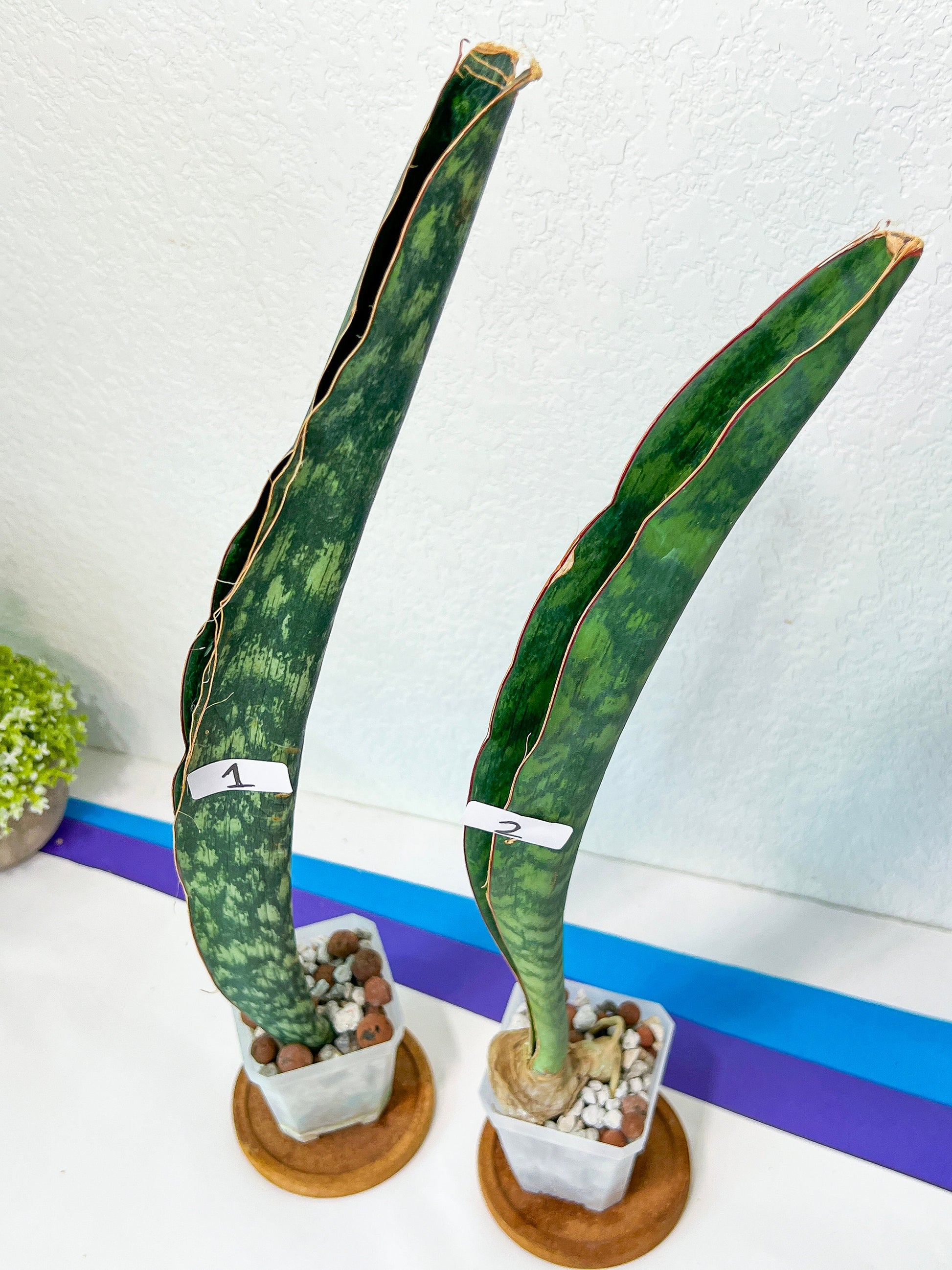 Sansevieria Malawi Midnight | Imported | Slow Growing