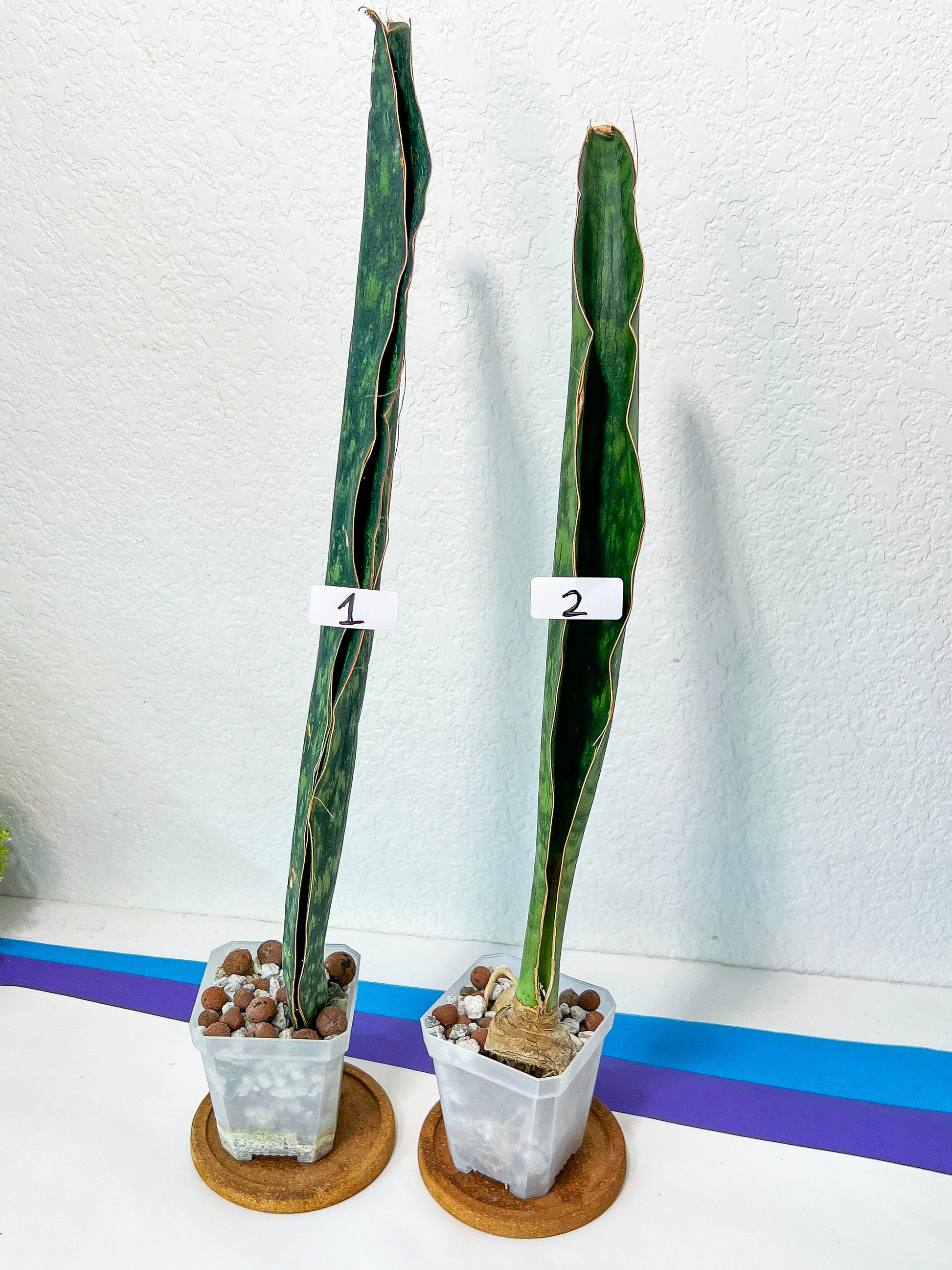 Sansevieria Malawi Midnight | Imported | Slow Growing