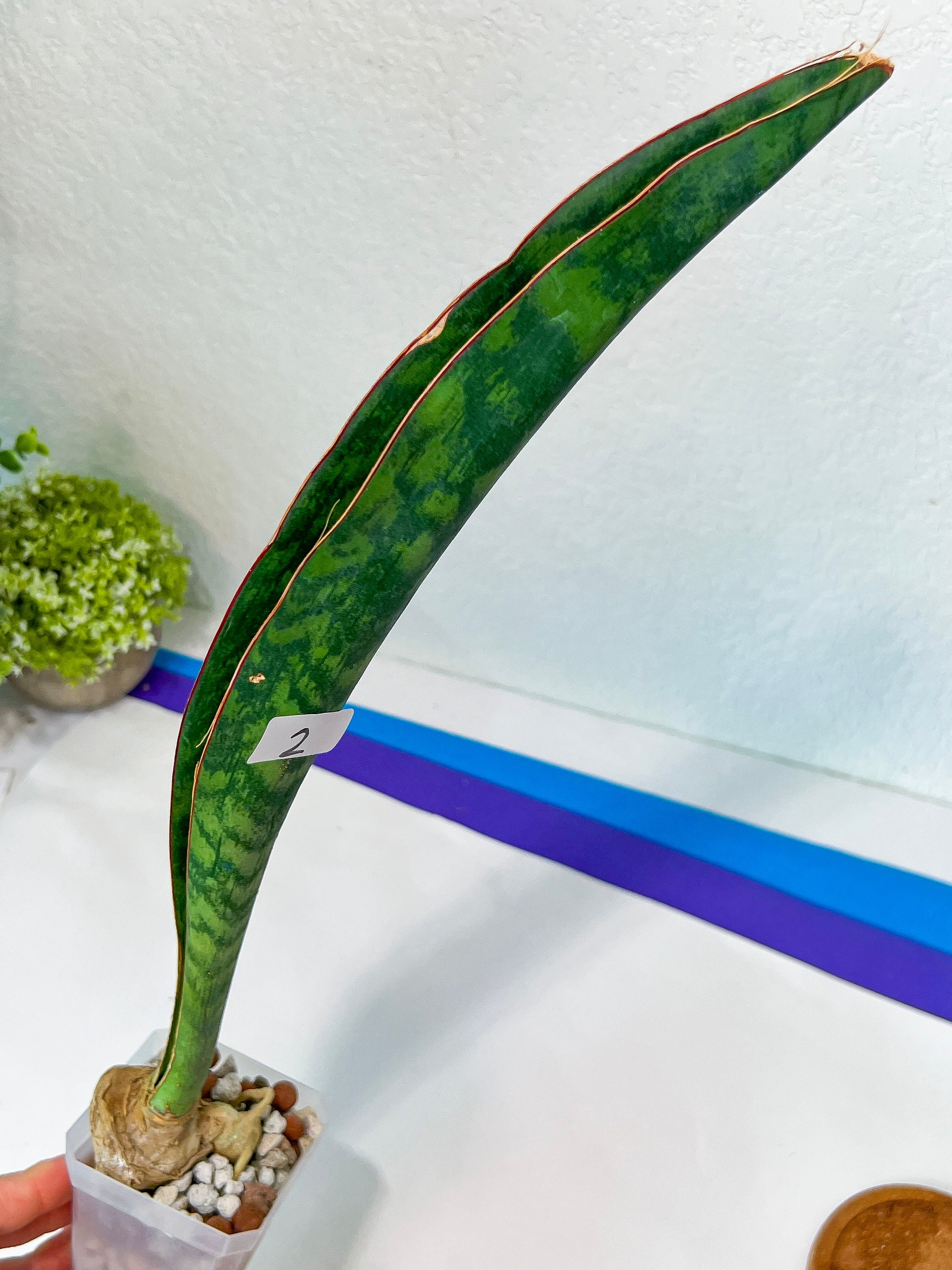 Sansevieria Malawi Midnight | Imported | Slow Growing