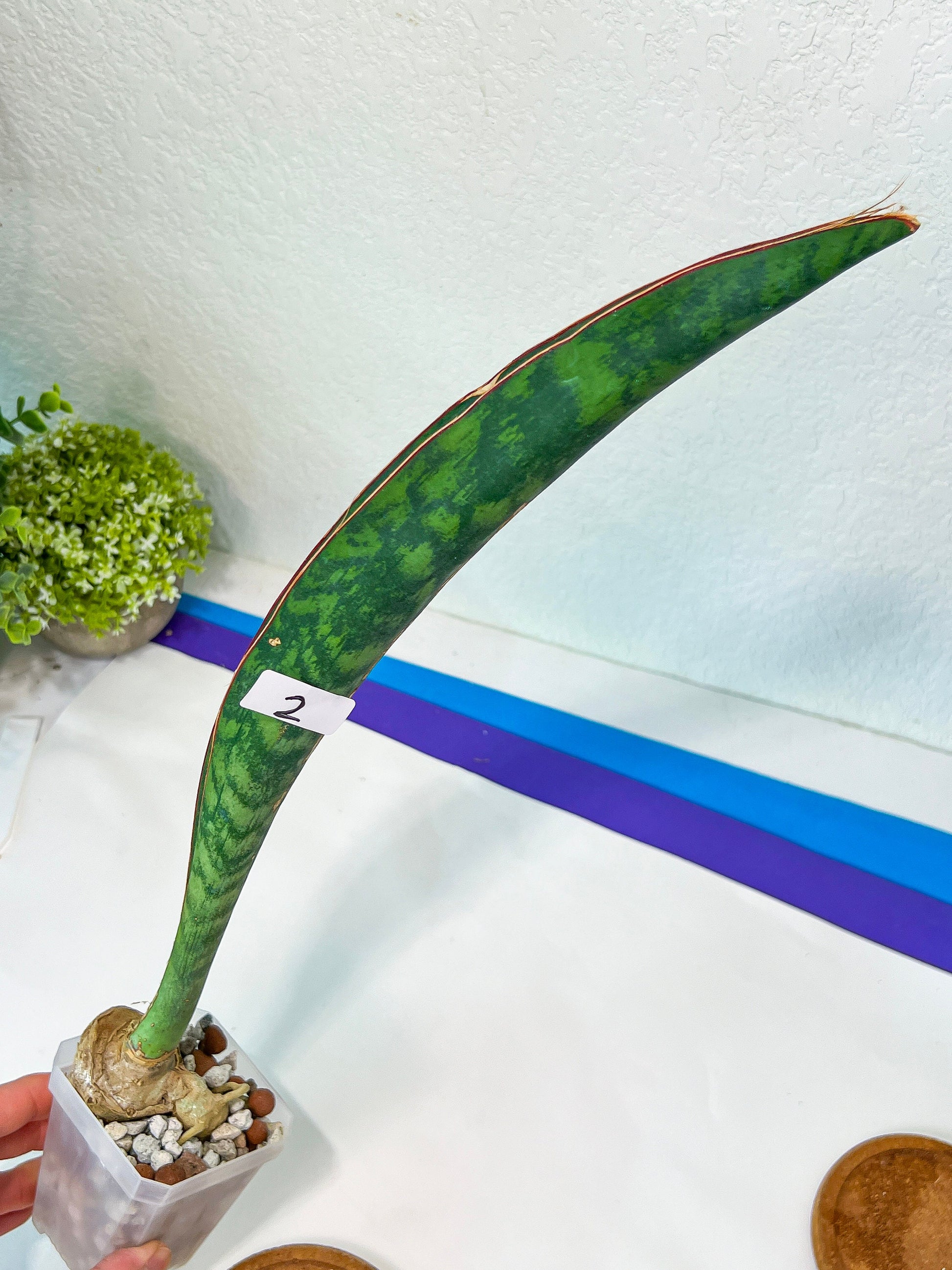 Sansevieria Malawi Midnight | Imported | Slow Growing