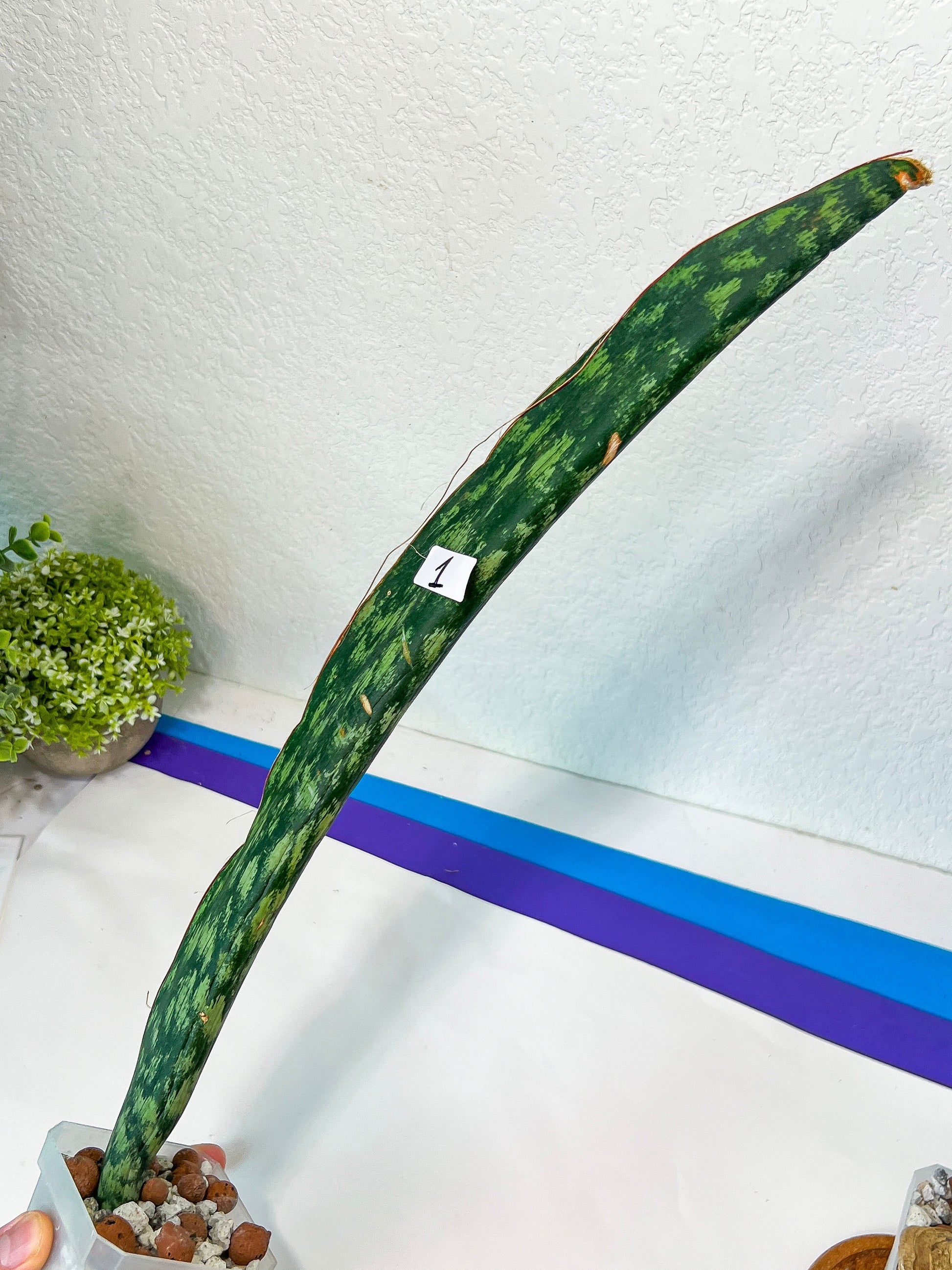 Sansevieria Malawi Midnight | Imported | Slow Growing