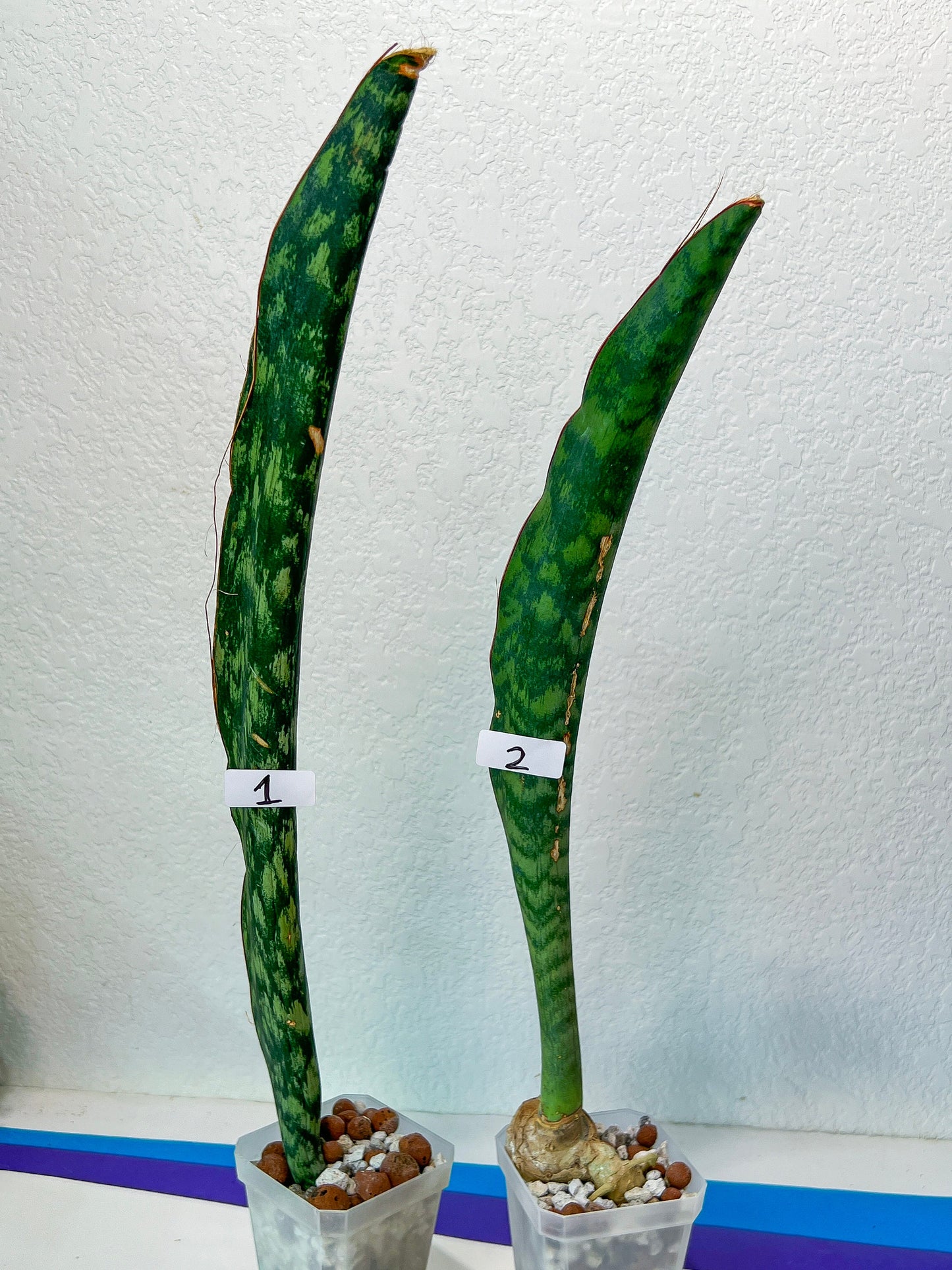 Sansevieria Malawi Midnight | Imported | Slow Growing