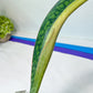 Sansevieria Masoniana Mediopicta | Air Purifier Plants | Easy Care Plants