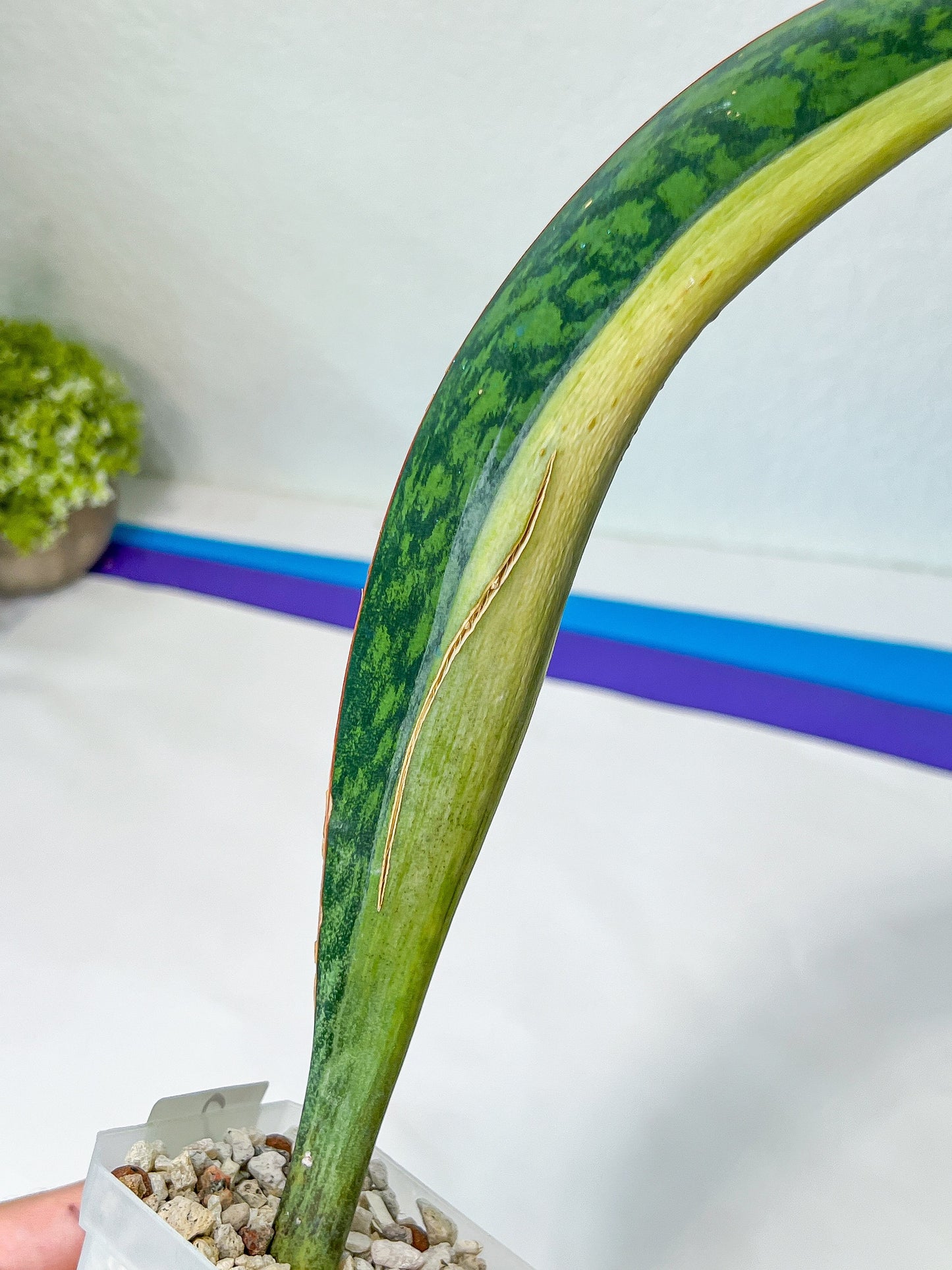 Sansevieria Masoniana Mediopicta | Air Purifier Plants | Easy Care Plants